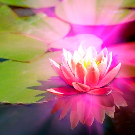 lotus flower in a pond